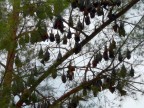 Flying Foxes.JPG (175 KB)